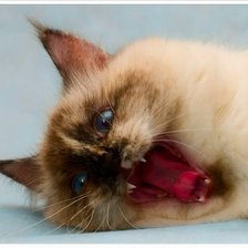 Схема вышивки «Кошка»