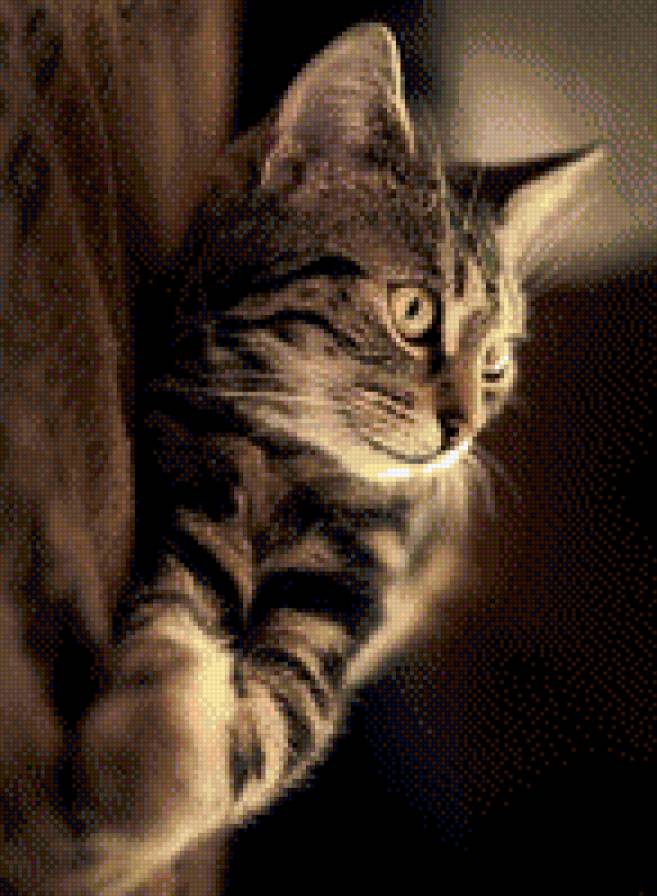 №782689 - животные, звери, кошки, котенок - предпросмотр