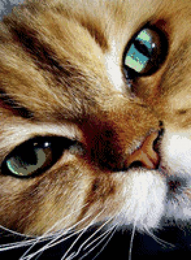 №782694 - кошки, котенок, звери, животные - предпросмотр