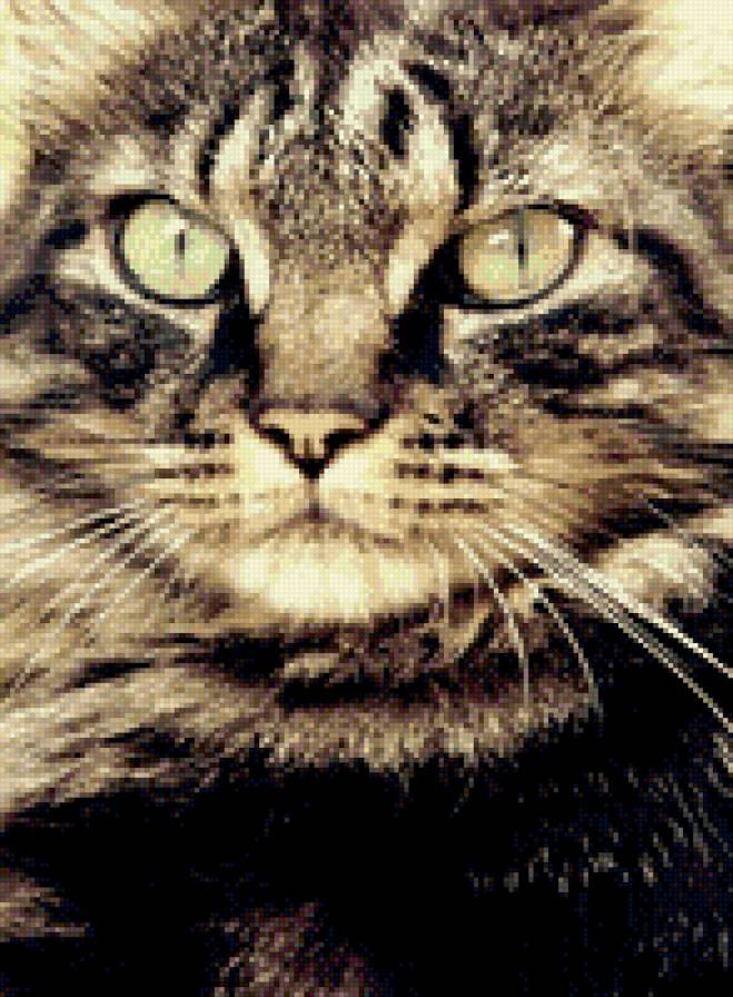 №783022 - котенок, звери, кошки, животные - предпросмотр