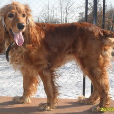 Схема вышивки «Собака»