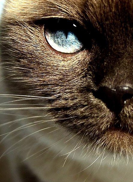 №783024 - звери, кошки, котенок, животные - оригинал