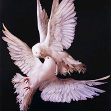 Схема вышивки «Голуби»