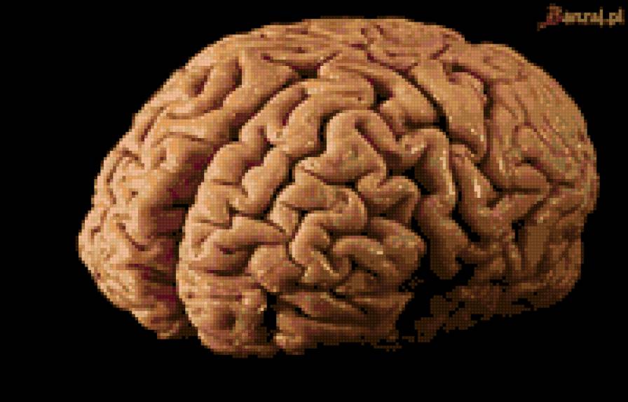 Мозг - ограны, мозг, голова - предпросмотр