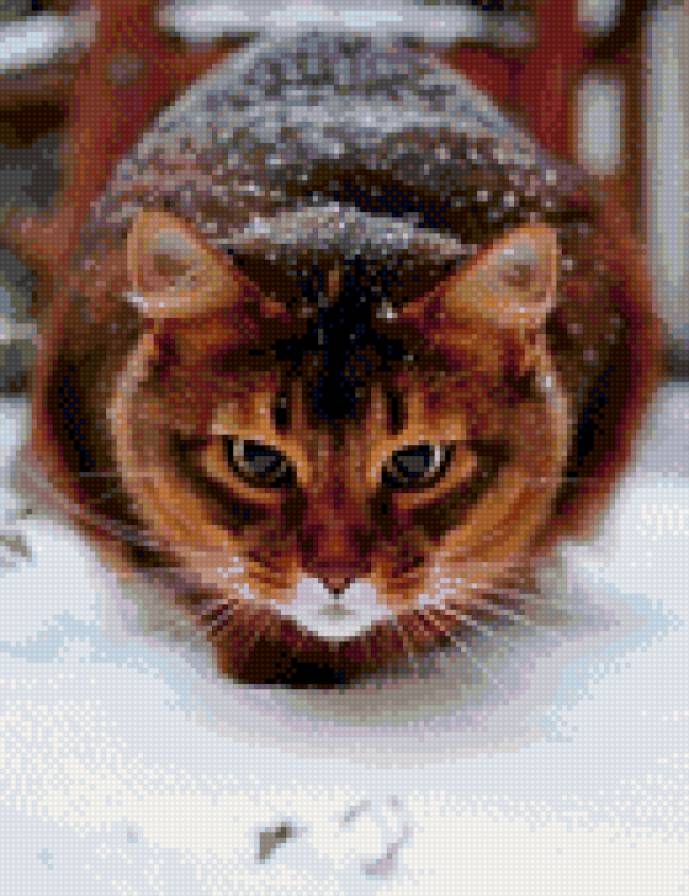 киска - предпросмотр