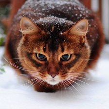 Схема вышивки «киска»