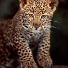 Схема вышивки «№783218»