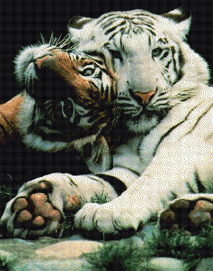 Тигры - хищники, тигры, животные - предпросмотр