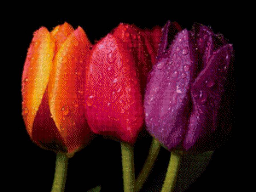 Тюльпаны на черном - тюльпаны, цветы - предпросмотр