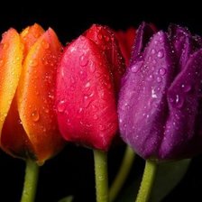 Схема вышивки «Тюльпаны на черном»