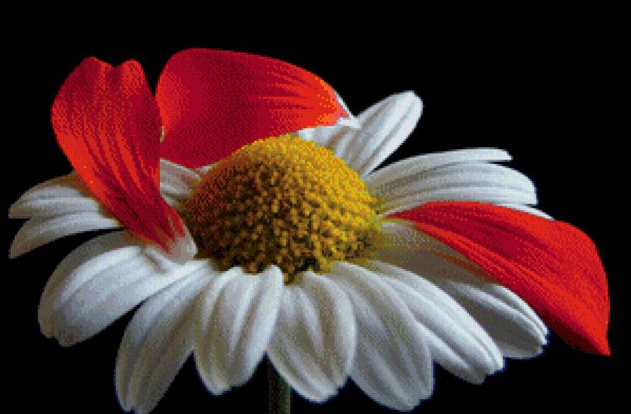 Ромашка на черном - ромашка, цветы - предпросмотр