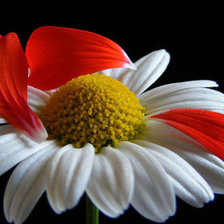 Ромашка на черном