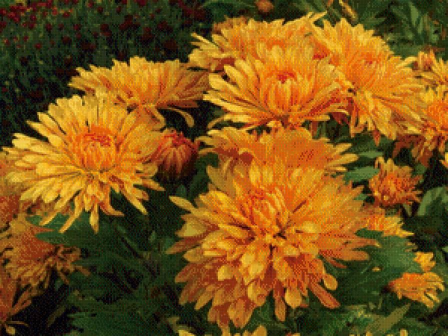 Хризантемы - хризантемы, цветы - предпросмотр