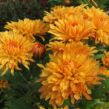 Хризантемы