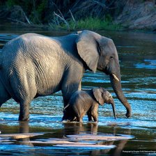 Схема вышивки «Слоны»