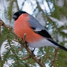 Схема вышивки «птица»