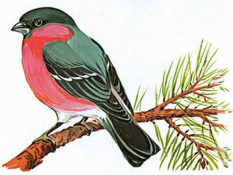 снегирь - оригинал