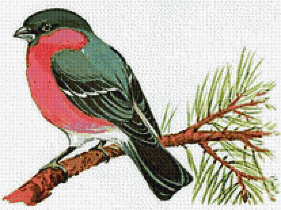 снегирь - предпросмотр
