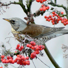 Схема вышивки «птица»