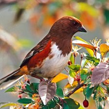 Схема вышивки «птица»