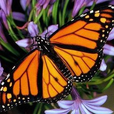 Схема вышивки «бабочка»