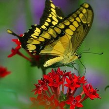 Схема вышивки «бабочка»