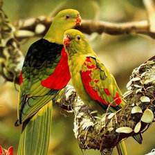 Схема вышивки «птица»