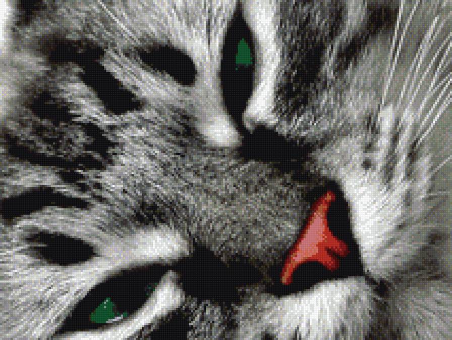 киса - предпросмотр