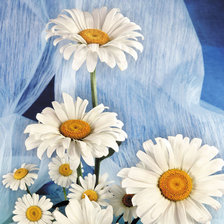 Схема вышивки «Ромашки на голубом»