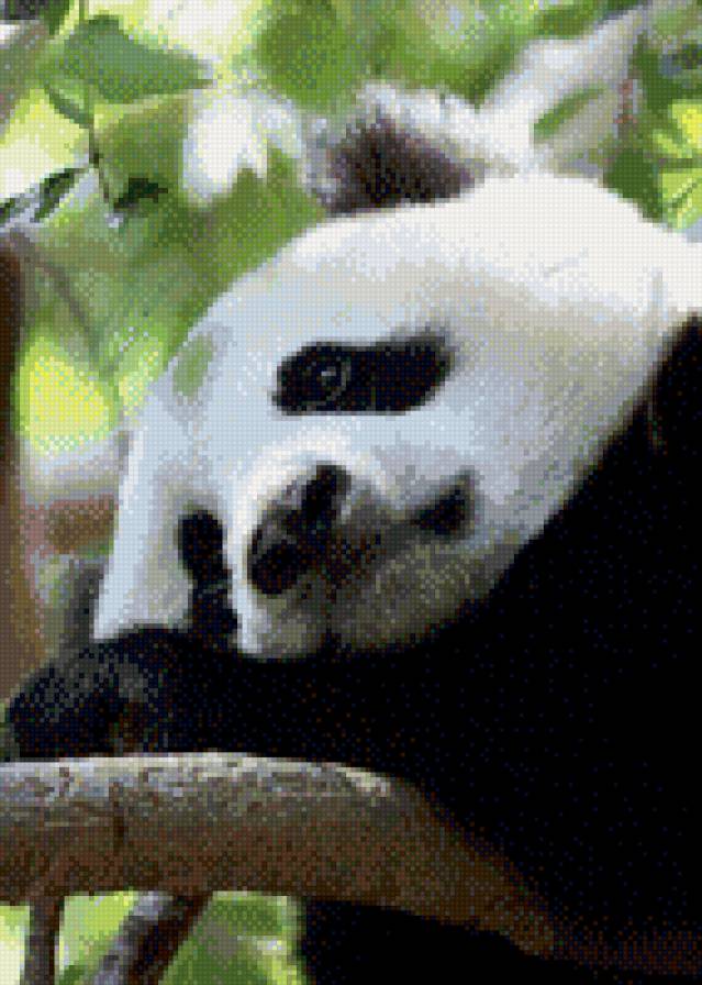 №783631 - звери, панда, животные - предпросмотр