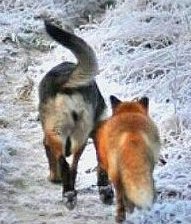 Схема вышивки «парочка»