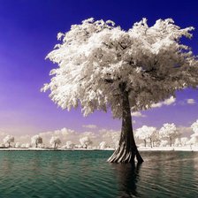 Схема вышивки «одиночество в саду»