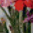 Предпросмотр схемы вышивки «Гладиолусы» (№783736)
