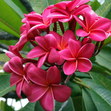 Схема вышивки «best2 By-Gatea (46)»