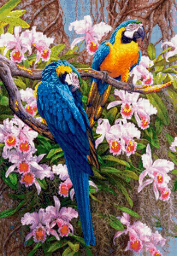 Попугаи - цветы, попугаи, природа, животные - предпросмотр