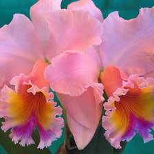 Схема вышивки «орхидея»