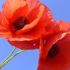 Схема вышивки «Маки на голубом»