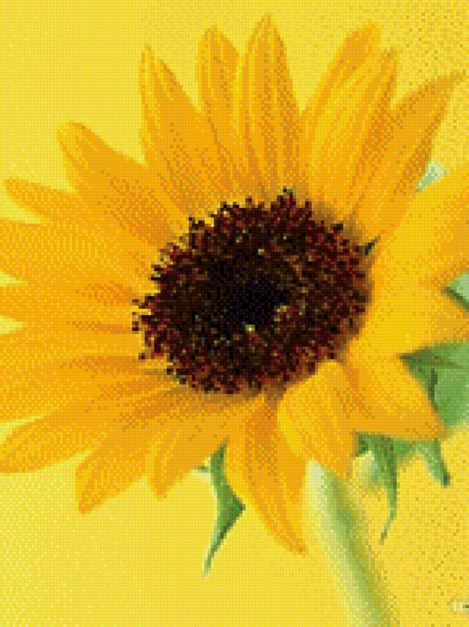 подсолнух - подсолнух, цветок - предпросмотр