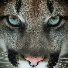 Схема вышивки «Пума»