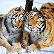 Схема вышивки «тигры»