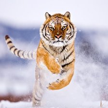 Схема вышивки «тигр»