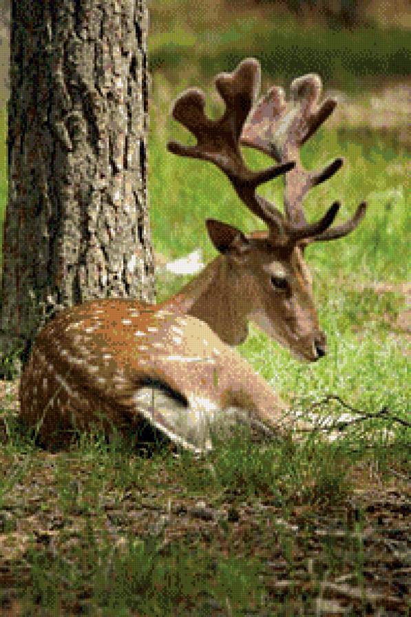 олень - животные, олень - предпросмотр