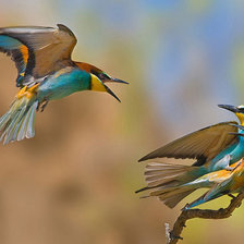 Схема вышивки «птички»