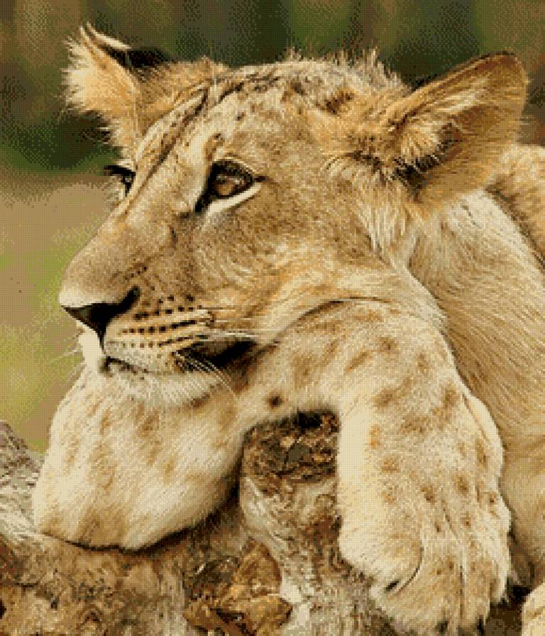 Львёнок - животные, львы - предпросмотр