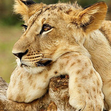 Схема вышивки «Львёнок»