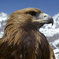 Схема вышивки «орёл»