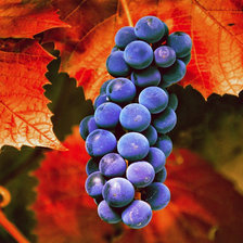 Схема вышивки «виноград»