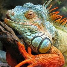 Схема вышивки «игуана»