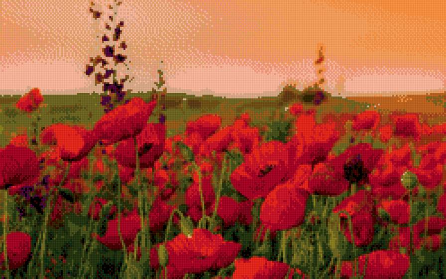 мак - цветы - предпросмотр