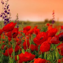 Схема вышивки «мак»